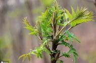 香椿树几月份种植最好（香椿树种植时间和方法）