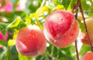 适合北方家里种的桃树品种有哪些（适合南方种植最优良的桃树品种）
