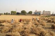 印度发展季风水田农业的优势条件（印度发展农业生产的有利条件）
