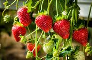 草莓用什么肥料最好（养草莓不死的诀窍）