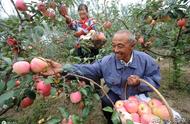 什么样的土壤能种出好苹果（苹果用什么土种植最好）