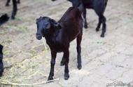 黑山羊养殖方法与管理（放养黑山羊的养殖技术和方法）