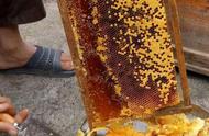 割蜂蜜的小妙招（割蜂蜜的最佳时间表）