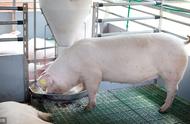 猪圈氨气处理办法（猪圈氨气重的治疗方法）