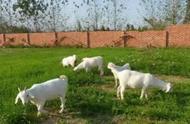白山羊养殖新方法（白山羊适合养殖哪里）