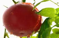 盆栽西红柿的种植方法（盆栽西红柿种植与管理）