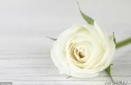 白色玫瑰代表什么意思（男人送女人白玫瑰啥意思）