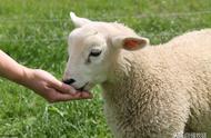 羊喂豆腐渣跟草料的比例（羊喂生豆腐渣好还是发酵豆腐渣好）