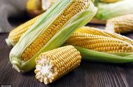 玉米功效和营养（玉米营养功效与作用）