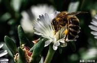 为什么蜜蜂知道在什么地方采蜜（蜜蜂为什么会采蜜）