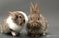 侏儒兔寿命一般在多少年左右（属兔寿命最长的人）