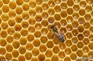 20只工蜂加蜂王怎么养（培育蜂王最简单的方法）