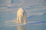 在南极能见到北极熊吗（北极熊如果来到南极能生活吗）