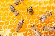 怎么辨别蜂蜜最简单方法（如何辨别真假蜂蜜教你一招）