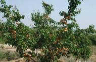 杏树育苗的方法（杏树繁殖的催芽技术）