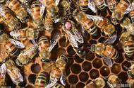 蜜蜂幼虫生长天数（蜜蜂幼虫生长过程几天试飞）