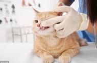 猫猫牙齿怎样算正常（如何通过猫猫的牙齿判断年龄）