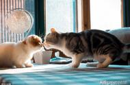猫咪与猫咪之间是怎么交流的（猫咪和猫咪多久互相能熟悉）