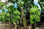 香蕉花蕾的功效与作用（香蕉蕾的药用价值）
