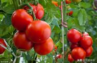 潮汕马蹄番茄种植技术（马蹄番茄的种植方法和时间）