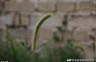 现代植物诗100首简短（现代诗植物篇简短）