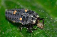 在背上产卵的昆虫有几种（昆虫一生变态发育的两种类型）