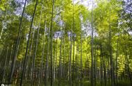 楠竹根种植多久才能长出大楠竹