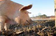 北京市郊区农民可以养猪了吗（北京市的农村农民一个月多少钱）