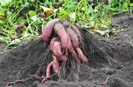 种红薯使用什么肥料最合适（栽红薯把草木灰撒在窝里行不行）