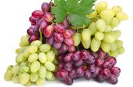 日本红宝石葡萄种植技术（红宝石葡萄养殖技术要点）