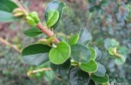 山花根怎样种植（通花根种植方法图解）