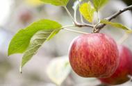 苹果的种子要怎样能种出苹果树（苹果籽种几年才能种成苹果树呢）