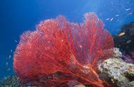 珊瑚礁和珊瑚虫是一回事吗（珊瑚与珊瑚虫是什么关系呢）