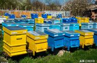 新手养蜂工具蜂箱（新手养蜂人的基础了解蜂箱的成本）