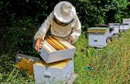 长期养蜂对身体的危害（男性长期喝蜂蜜水的危害）