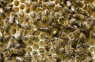 蜜蜂如何分箱（分蜂最简单方法）