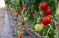 秋季番茄种植技术（番茄种植技术时间表）