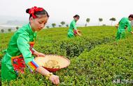 茶叶为啥可以在东南丘陵上种植（哪个省份种植茶叶最合适）