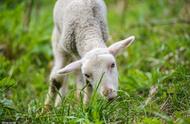 30天羔羊快速育肥技术（羔羊三个月育肥方法）