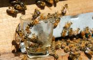 怎样喂蜜蜂（新收蜂群怎样养）