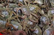 河蟹怎样养殖能长成7两至1斤