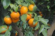 9月橘子树用什么肥最好（柑橘全年打药时间表）
