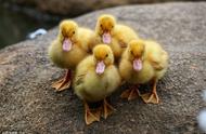 怎么判断鸭子是不是产蛋的鸭子（怎样分辨鸭子会产蛋）