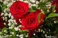 玫瑰花保鲜一般可以保存几天（玫瑰花放冰箱里能保存多久）