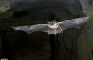 蝙蝠是什么动物它有什么生活习性（蝙蝠是什么动物进化过来的呢）