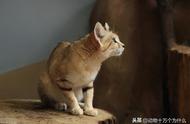 猫的特征和习性