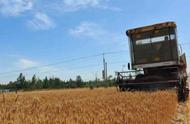 麦种高秆产量高还是低秆产量高（什么麦种高产又生长期短）