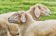 怎样知道母羊排卵时间（羊怀孕1-5个月变化图）