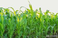 玉米地松土技巧（玉米地松土施肥时间）