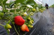 大棚草莓种植技术（草莓施肥口诀）